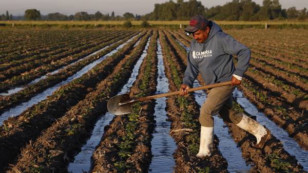 Mexico announces food and agriculture plan that could take the country back to the 1980s