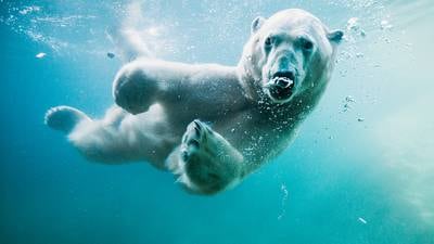 PHOTOS: Blizzard the polar bear