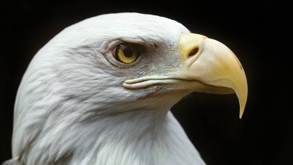 Rare white bald eagle spotted in Oklahoma