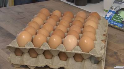 Bird flu sends egg prices soaring as Western Washington shoppers feel the strain