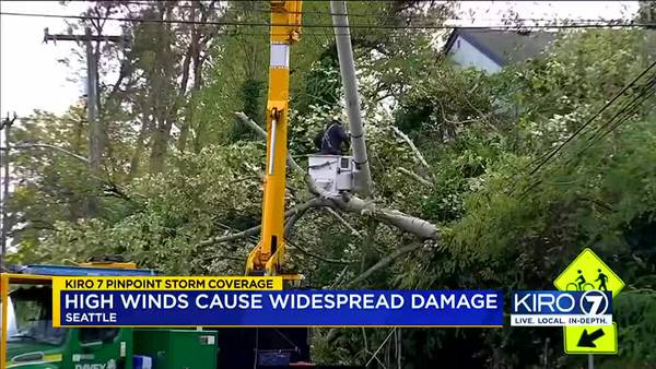 Gusty wind, rain brings down trees, cuts power to thousands