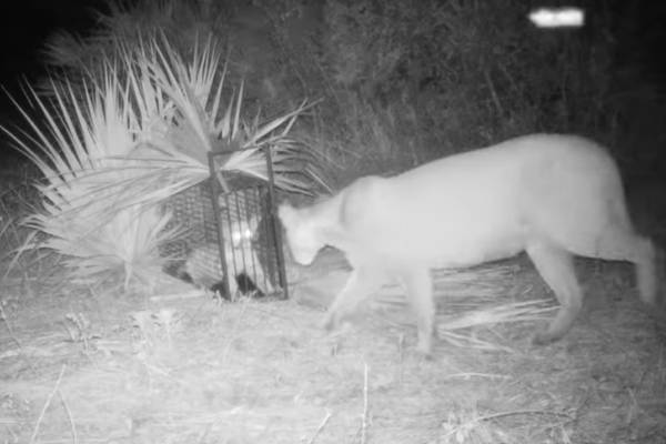 Watch: Florida panther kitten’s reunion with mother caught on camera