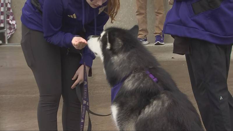 Fans show out in force to send the Huskies off