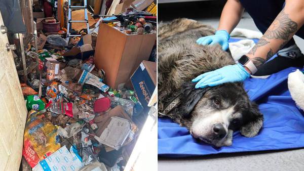 9 sick dogs found in filthy home with owner who’d been dead for 12 days