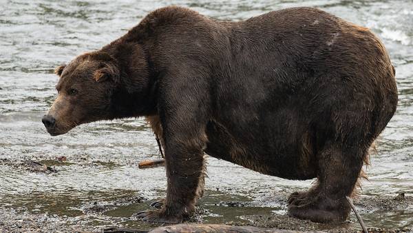 Fat Bear Week voting opens; which bear will win?
