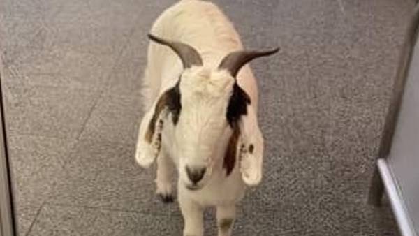 Two goats make Target run in Texas