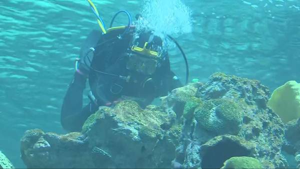 Exclusive look at new Ocean Pavilion at Seattle Aquarium ahead of its opening