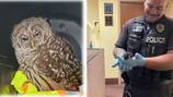 Federal Way officers rescue owl, kitten