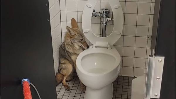 Coyote found hiding in middle school bathroom