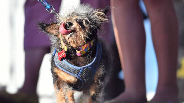 World's Ugliest Dog Contest 2019: Scamp the Tramp is the newest champ