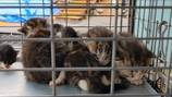 Tacoma shelter to take in more than 40 cats, kittens living in same home, some inside walls