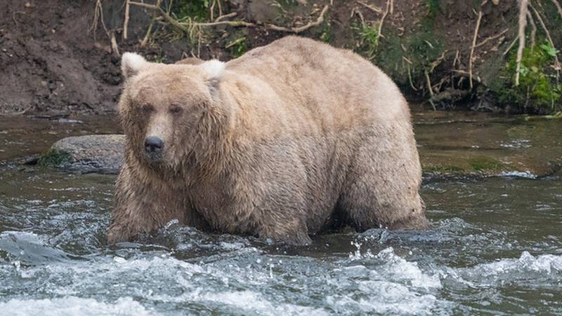 Fat bear week