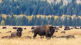 Man arrested after officials said he kicked bison in Yellowstone