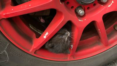 Kitten rescued from wheel of truck