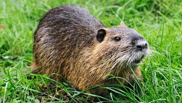 Officials works out deal with family to keep pet nutria named Neuty in Louisiana
