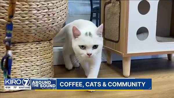 Around the Sound: Coffee, Cats and Community