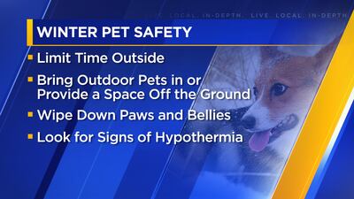 Six tips to keep your furry friend safe in freezing temps