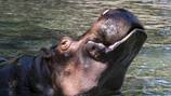 Woodland Park Zoo makes difficult decision to euthanize hippo