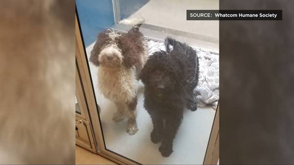 Over a dozen abandoned doodle dogs now available for adoption in Whatcom County