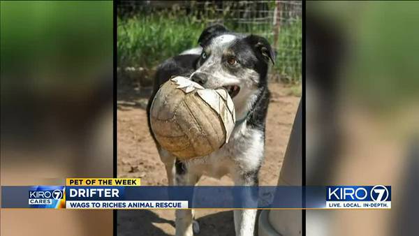 KIRO 7 Pet of the Week for 10-9-20