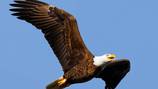 Wildlife trafficking ring killed at least 118 eagles, prosecutors say