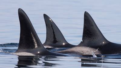 Whale sightings rise across Salish Sea