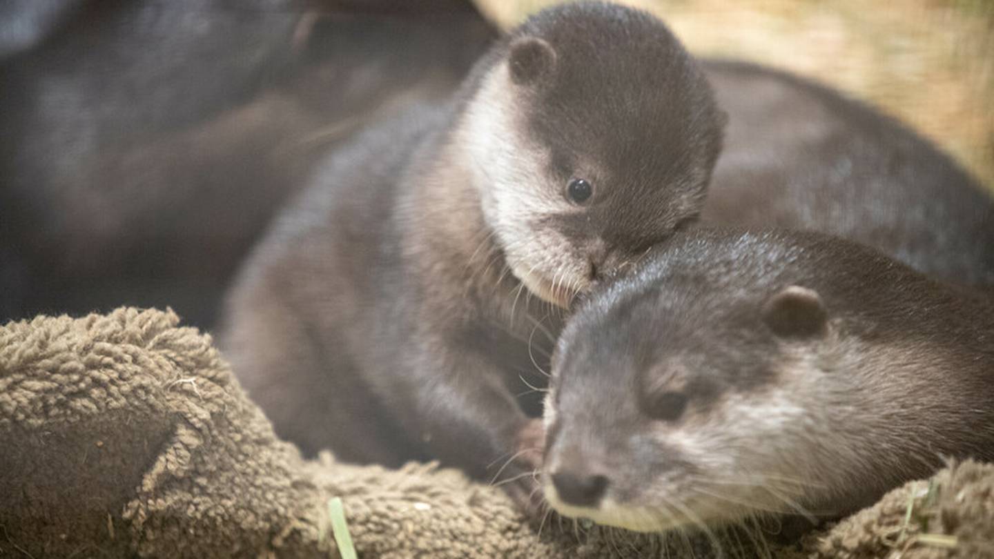 baby otters playing