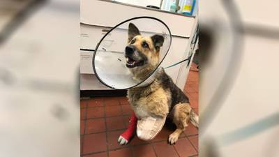 Dog chained outside with no food or water gnawed off own leg, police say; owner charged