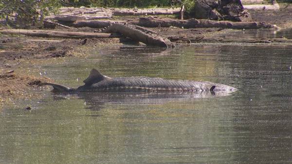 Giant 8-foot sturgeon washes up on shore of Lake Washington