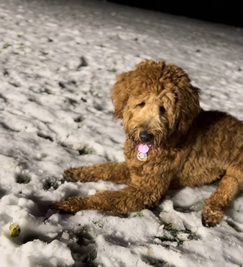 10-month-old Goldendoodle Bentley of Woodinville.