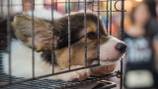 2 New Jersey women accused of running ‘puppy mill’ after 180 animals found in home