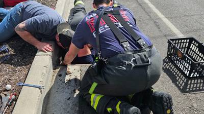 East Pierce firefighters rescue baby ducks from storm drain