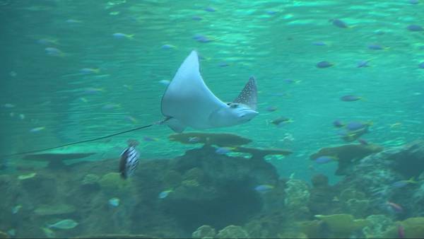 KIRO 7 Exclusive: Seattle Aquarium welcomes new creatures to Ocean Pavilion expansion