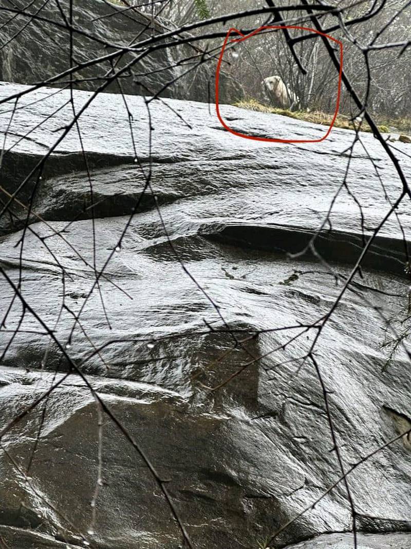 Quick thinking by rescuers helped save the life of a great Pyrenees mix named Yuki last week. The dog was stuck on a cliff ledge off the Pacific Northwest Trail in Whatcom County.