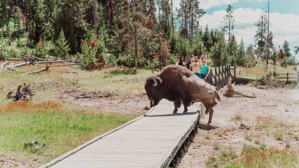 Second visitor in three days gored by bison at Yellowstone National Park