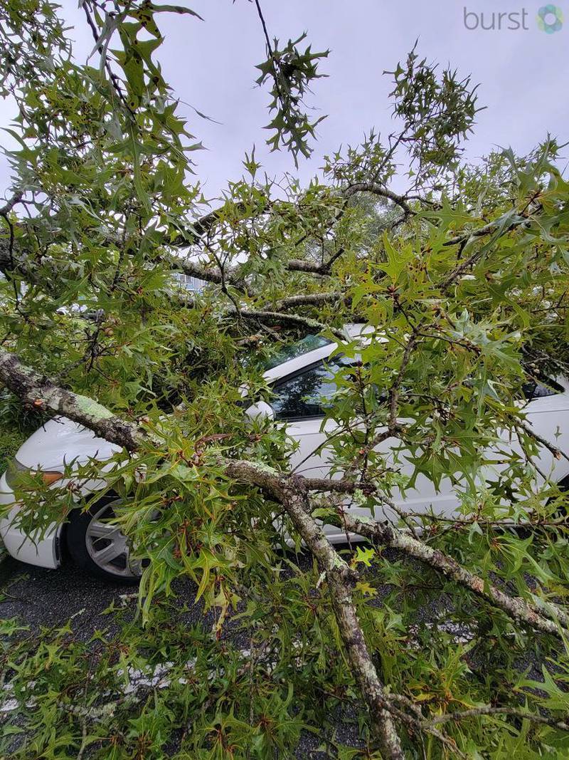 Tree falls on car in Jacksonville