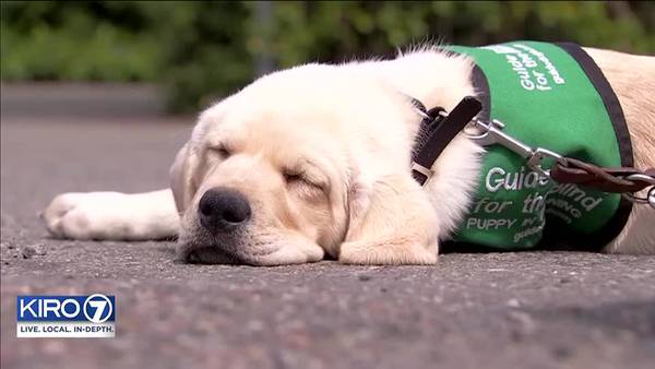 Gets Real: Seattle Puppy Raisers volunteer with guide dogs