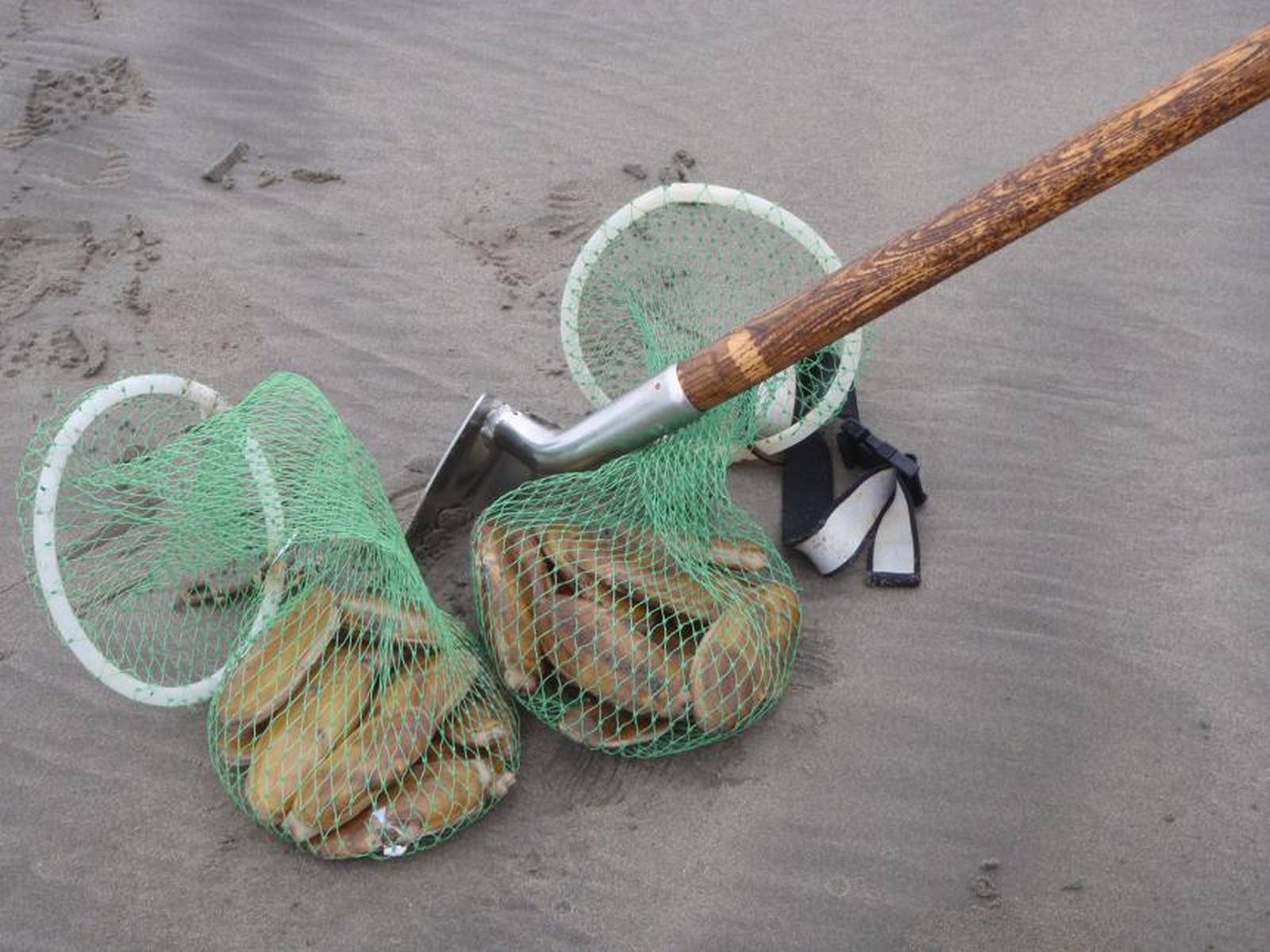 State announces January dates for razor clam digging on Washington