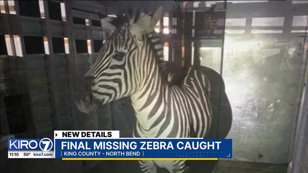 VIDEO: After six days, North Bend zebra finally corralled