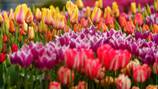 Tulip Town set to welcome visitors for its 2023 season beginning April 1