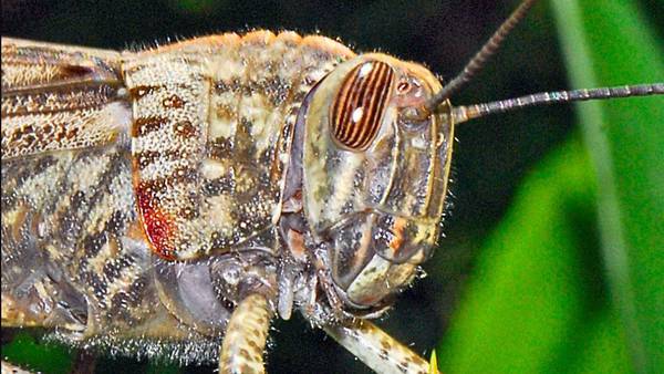 Be on the lookout for oversized, striped-eyed grasshoppers in Everett area