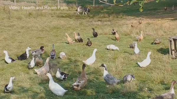 Monroe farm forced to close for months after losing its entire flock to bird flu