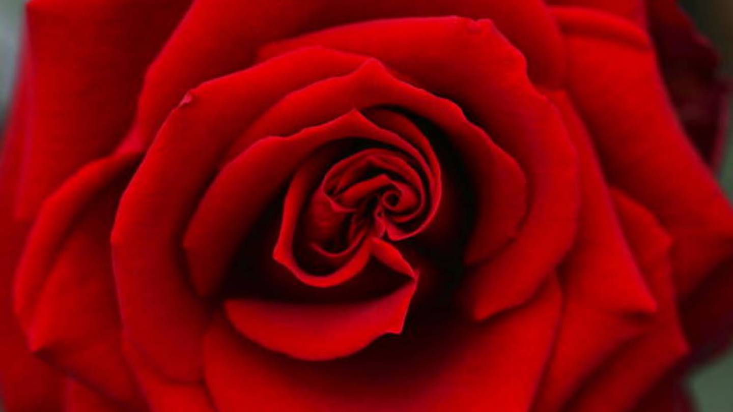 Coronavirus Florists Deliver Cheer To Pennsylvania Seniors With 300 Vases Of Roses Kiro 7 News Seattle