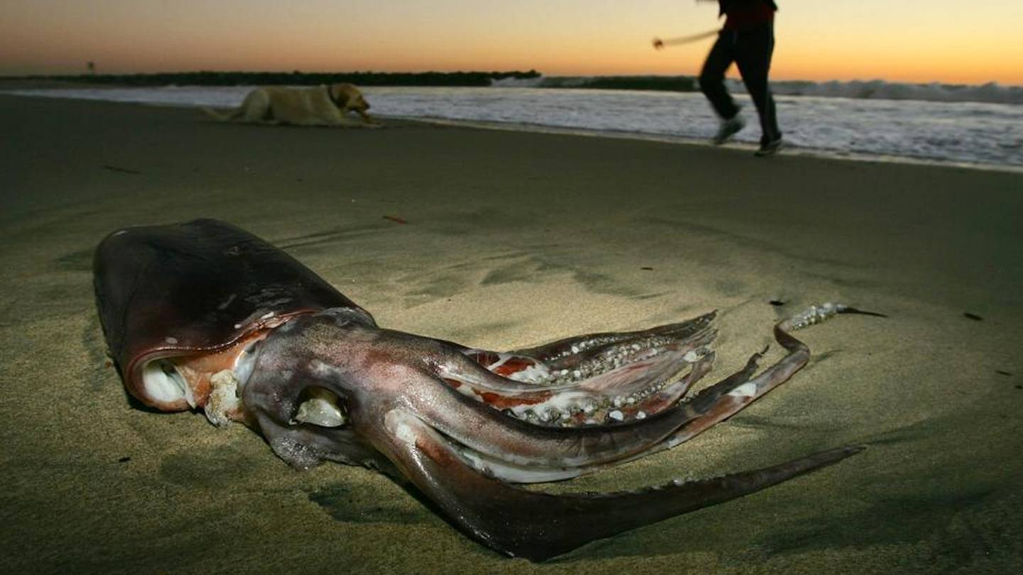Фото гигантского кальмара и кашалота