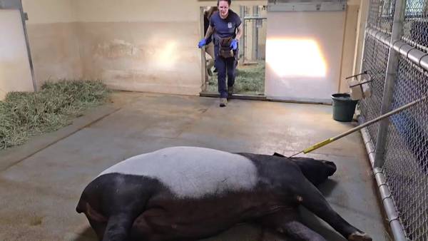 VIDEO: Pregnant Malaysian tapir gets ultrasound checkup at Point Defiance Zoo