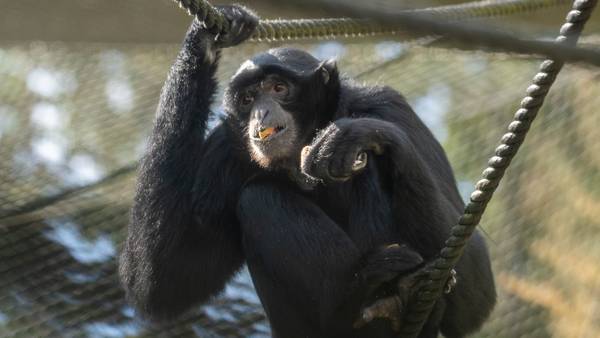RAW: Remy the Siamang debuts at the Point Defiance Zoo