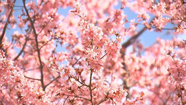 Around the Sound: Cherry blossom season is here!