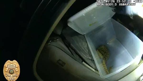 Rattled: Colorado officer finds live rattlesnake in car while searching for drugs