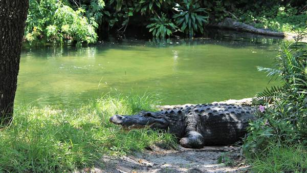 Man jumps into alligator enclosure at Busch Gardens in Tampa