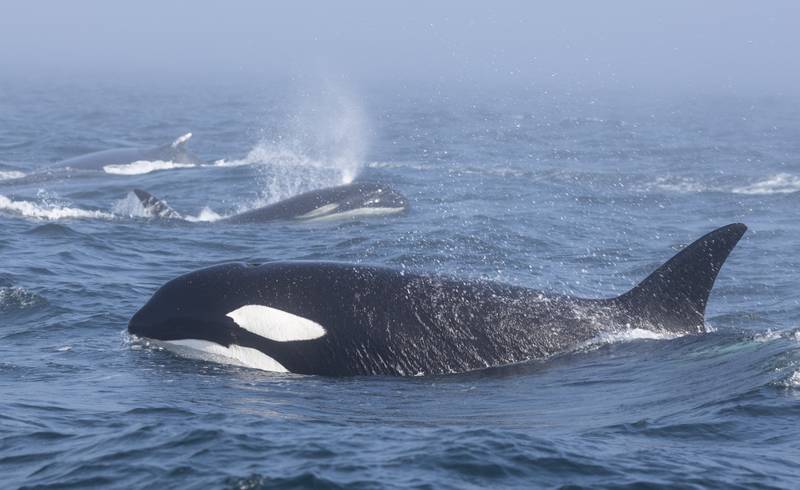 Bigg's orcas harass humpback whale Reaper.